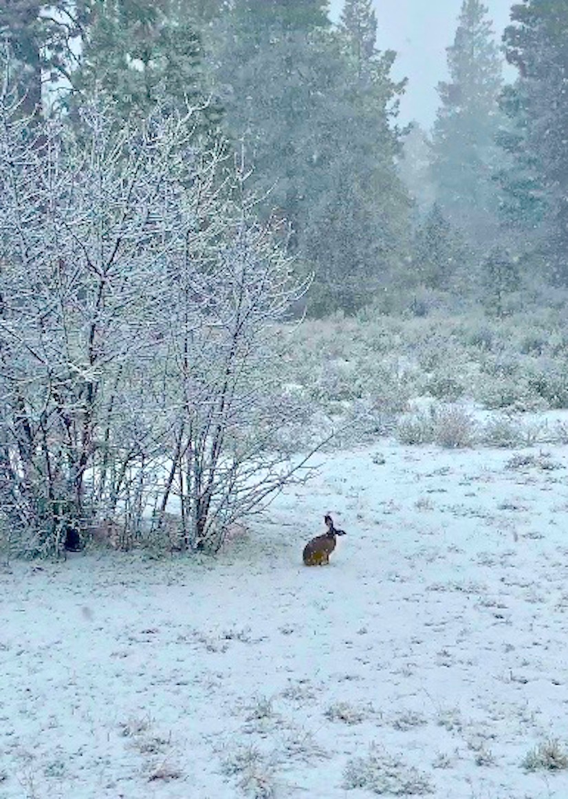 000 + Easter 2020 (1) EIed postgutenberg@gmail.com