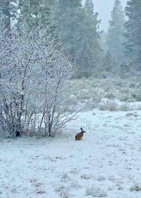 000 + Easter 2020 (1) EIed postgutenberg@gmail.com