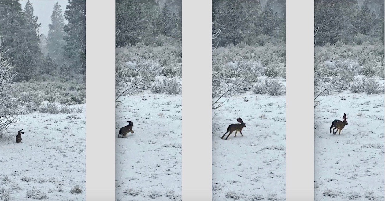 000 Easter 2020 (2) EIed postgutenberg@gmail.com PANEL 1 - 700H X 1339W