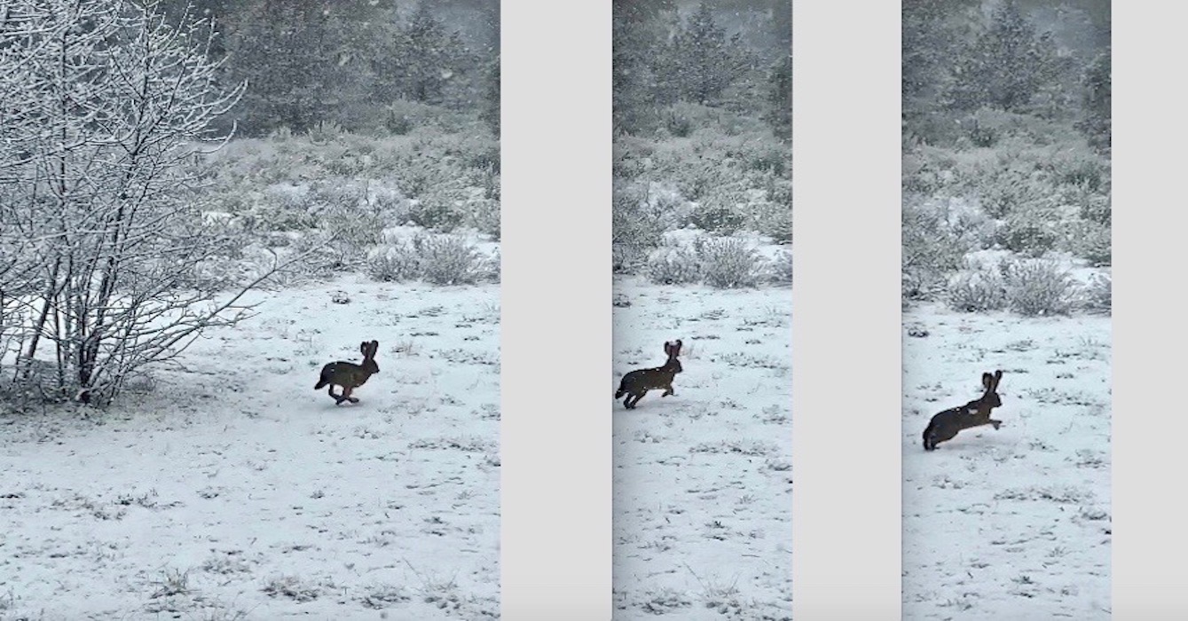 000 Easter 2020 (3) EIed postgutenberg@gmail.com PANEL 2 - 700H X 1339W