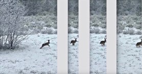 000 Easter 2020 (4) EIed postgutenberg@gmail.com PANEL 3 - 700H X 1339W